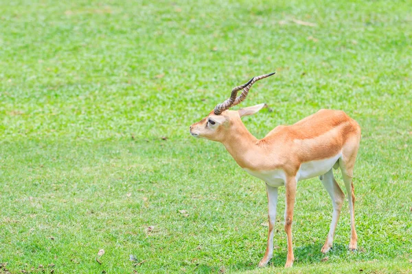 Thomsoni gazelle animal — Stock Photo, Image