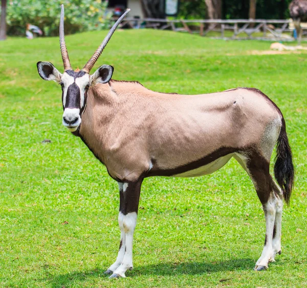 Oryx gazella dzikich zwierząt — Zdjęcie stockowe