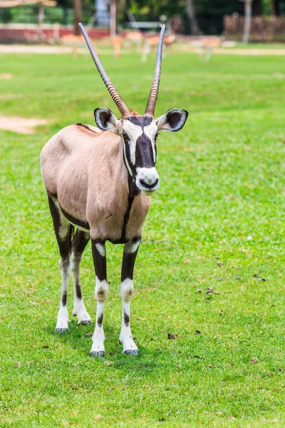 Oryx gazella wild animal — Stock Photo, Image