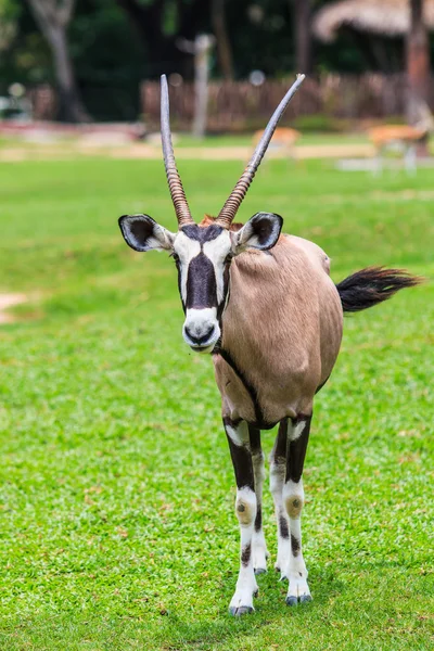 Oryx gazella wild animal — Stock Photo, Image