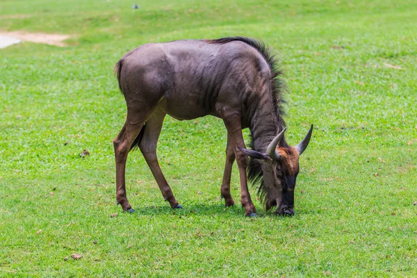 Niebieski GNU zwierząt — Zdjęcie stockowe