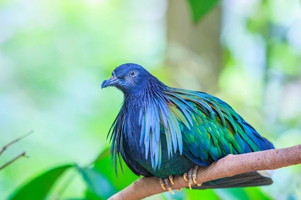 Nicobar Pigeon bird — Stock Photo, Image