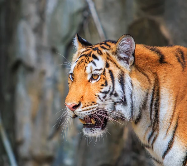 Бенгальское тигриное животное — стоковое фото