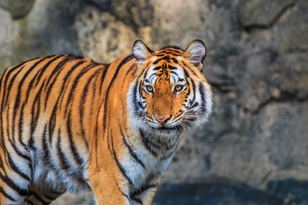 Bengaliska tigerdjur — Stockfoto