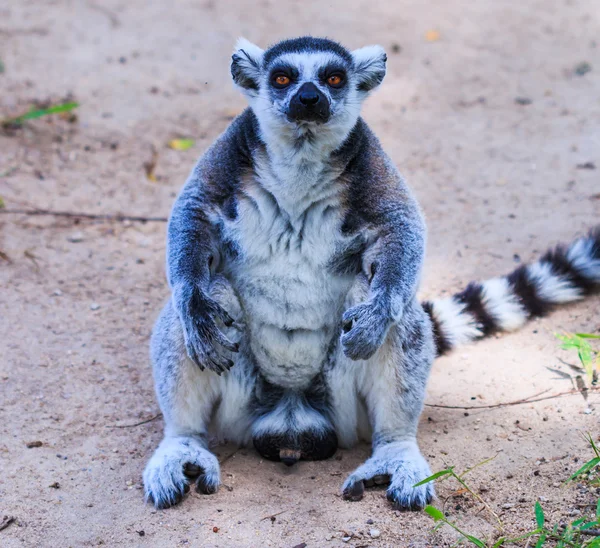 Ring-tailed lemur catta — Stock Photo, Image