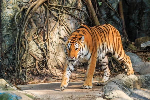 Animale tigre del bengala — Foto Stock