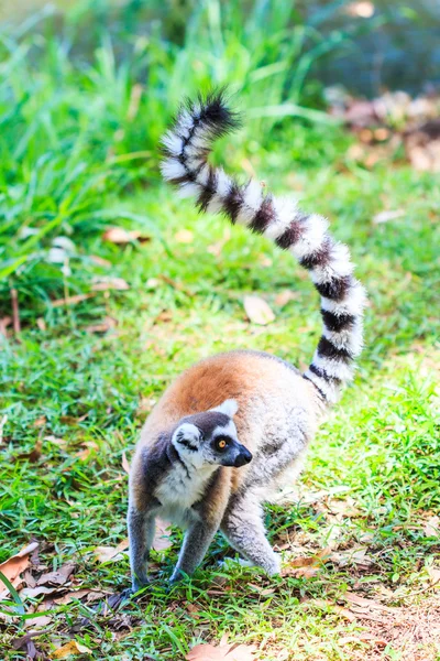 Ring-tailed lemur catta — Stock Photo, Image