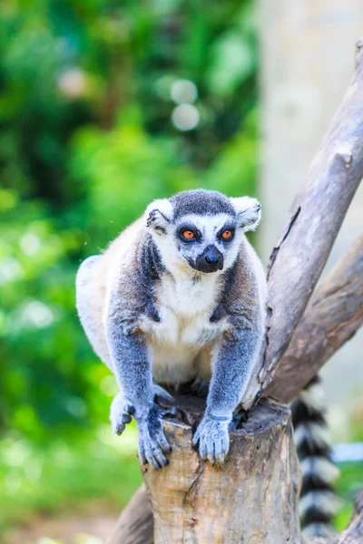 Ring-tailed lemur catta — Stock Photo, Image