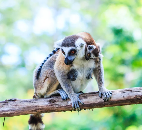 Ring-tailed lemurs — Stock Photo, Image