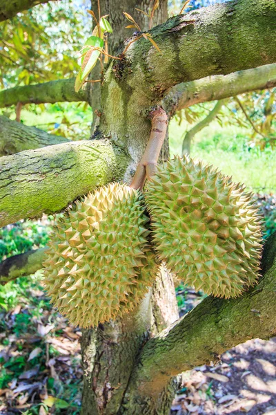 Durianische tropische Früchte — Stockfoto