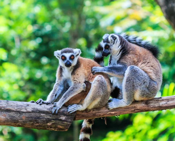 Ring-tailed lemurer — Stockfoto