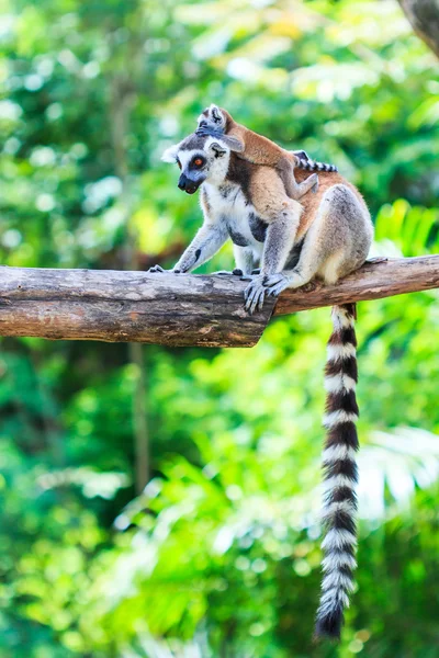 Ring-tailed lemurs — Stock Photo, Image