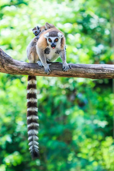 Ring-tailed lemurs — Stock Photo, Image