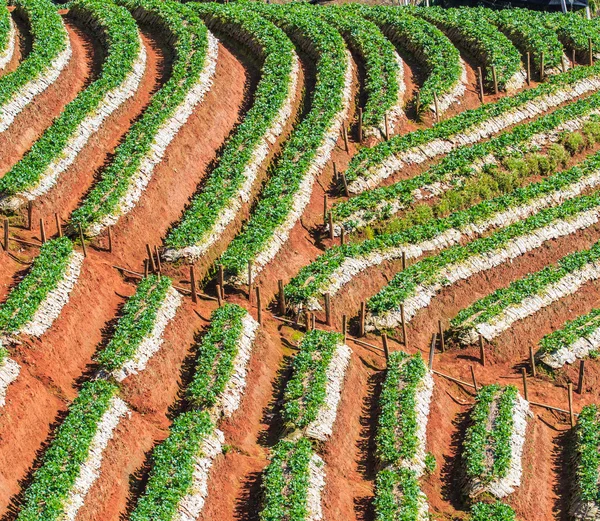 Jardín de fresas en Doi Ang Khang, Chiang Mai, Tailandia — Foto de Stock