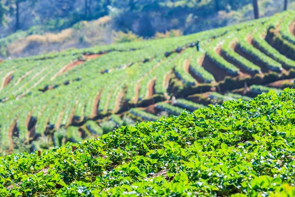 Jardín de fresas en Doi Ang Khang, Chiang Mai, Tailandia — Foto de Stock