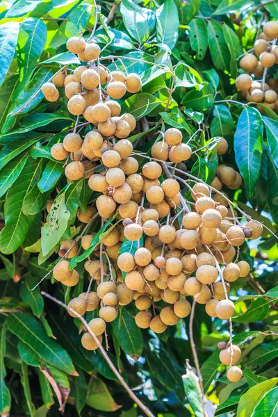 Tropiska frukter i longan orchard — Stockfoto