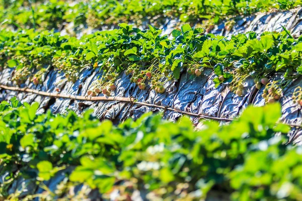 Strawberry garden at Doi Ang Khang , Chiang Mai, Thailand — Stock Photo, Image