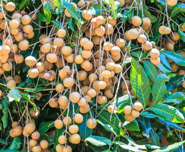 Tropikal meyve longan meyve bahçesi — Stok fotoğraf