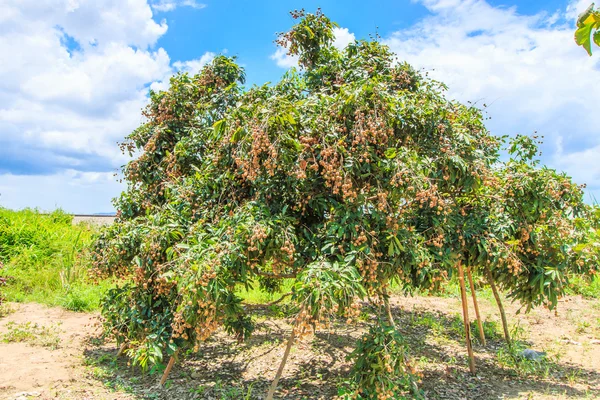 Tropiska frukter i longan orchard — Stockfoto