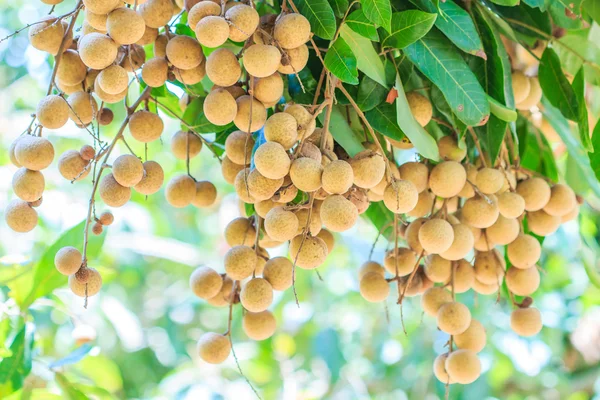 Tropikal meyve longan meyve bahçesi — Stok fotoğraf