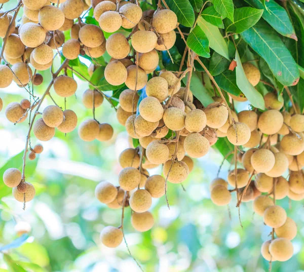 Tropical fruits in longan orchard — Stock Photo, Image