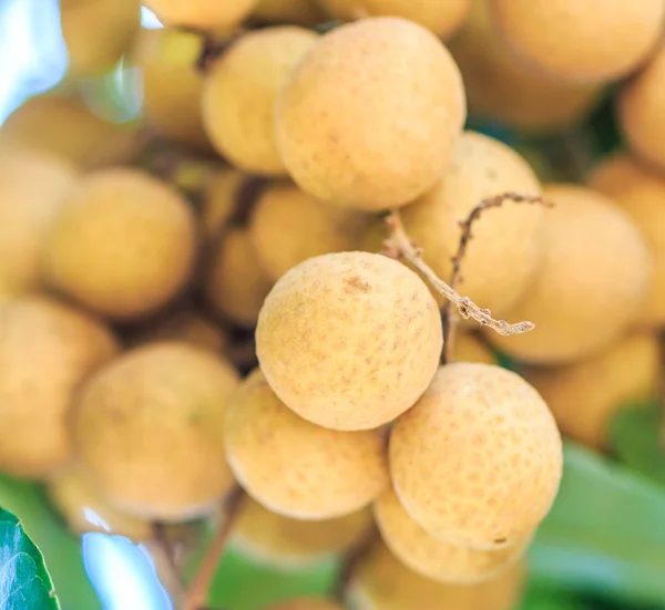 Tropikalne owoce w sadzie longan — Zdjęcie stockowe