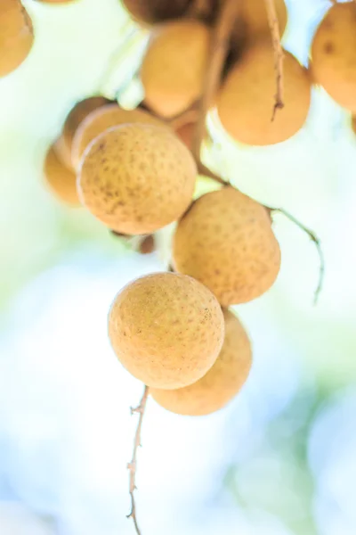 Tropical fruits in longan orchard — Stock Photo, Image