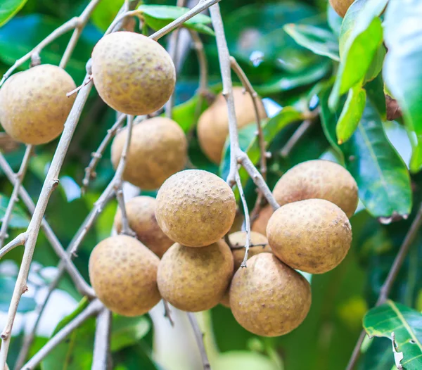 Tropical fruits in longan orchard — Stock Photo, Image