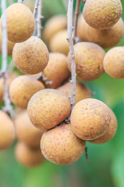 Tropické ovoce longan sad — Stock fotografie