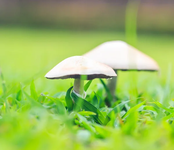 White mushrooms in grass — Stock Photo, Image