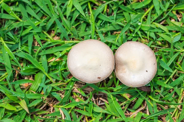 White mushrooms in grass — Stock Photo, Image