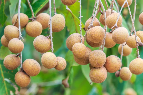 Tropische Früchte im Longan-Obstgarten — Stockfoto