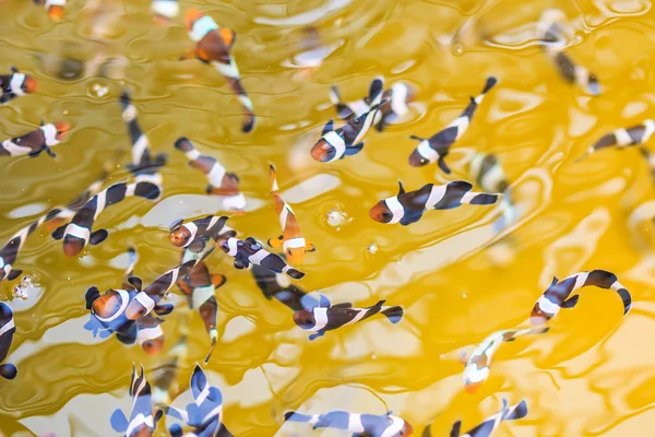 Anemonifisk som svømmer i vann – stockfoto