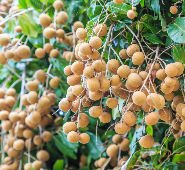 Tropikal meyve longan meyve bahçesi — Stok fotoğraf