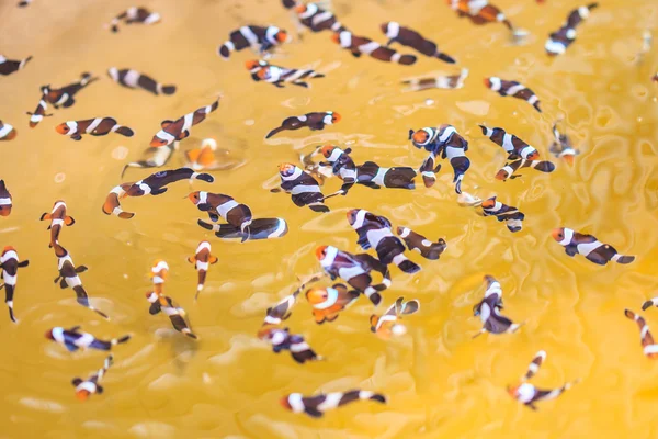 Anemonefish nuotare in acqua — Foto Stock