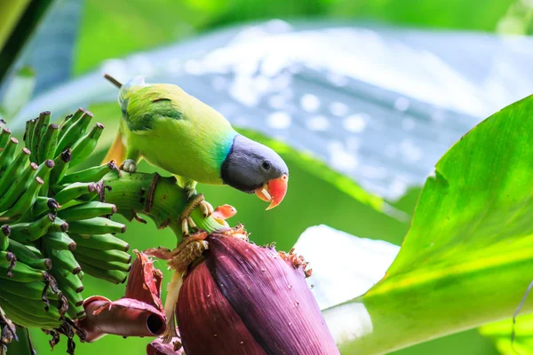 Papagei mit Banane — Stockfoto