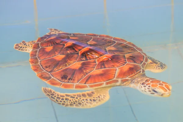 Groene zeeschildpad — Stockfoto