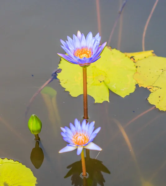 Fiori di loto fioritura — Foto Stock