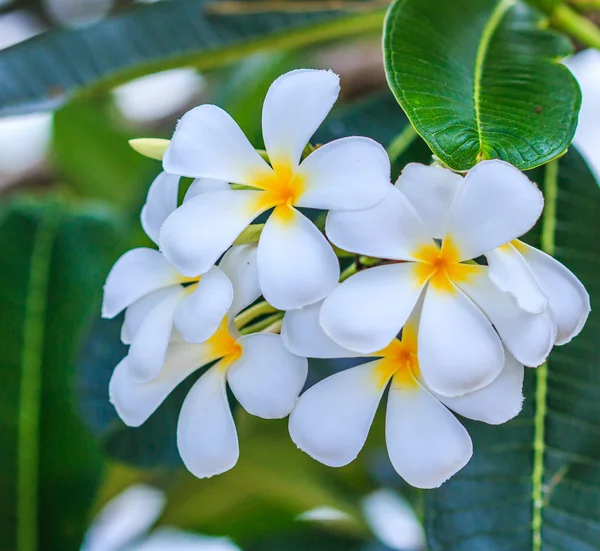 Plumeria fleurs floraison — Photo