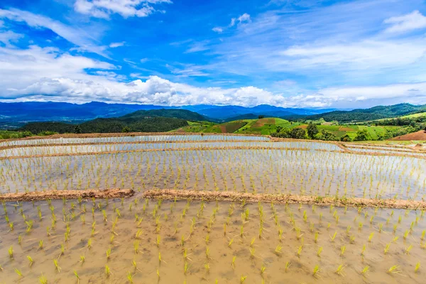 Rýže rýžová pole — Stock fotografie