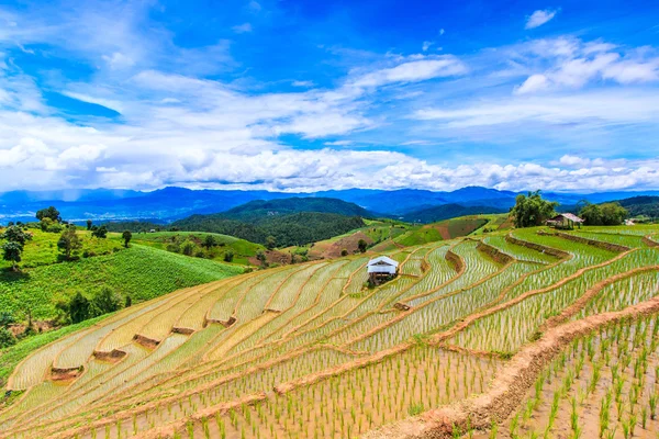 Rice Paddy fields — Stock Photo, Image