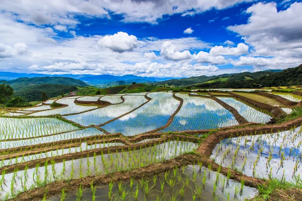 Rizs rizsföldeken — Stock Fotó