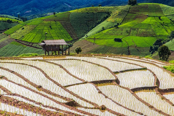 Rice Paddy fields — Stock Photo, Image