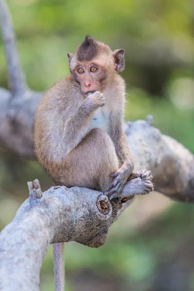 Crab-eating macaque — Stock Photo, Image