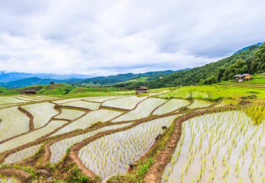 pirinç alan pa pong pieng içinde
