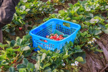 Olgun kırmızı çilekler