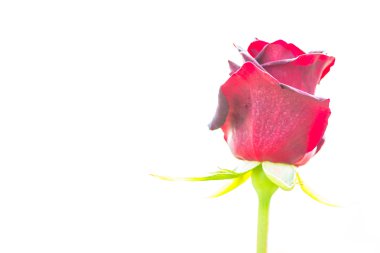 tomurcuk gül çiçek