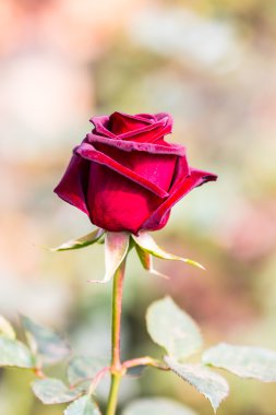 tomurcuk gül çiçek