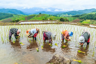 Pirinç fidan dikim çiftçiler