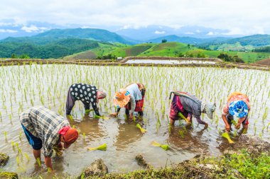 Pirinç fidan dikim çiftçiler